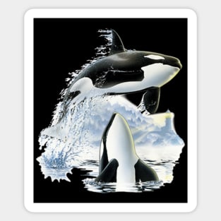 The Killer Whales Sticker